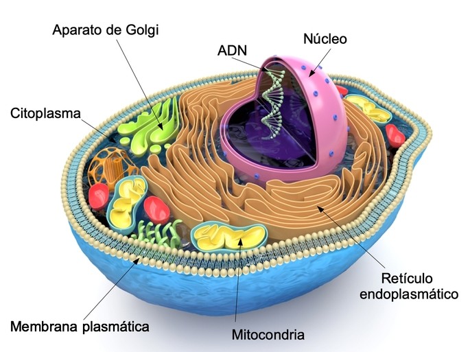 célula-eucariota