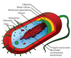 Célula procariota